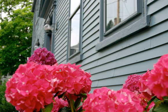 pink-hydrangea-strawberry-banke