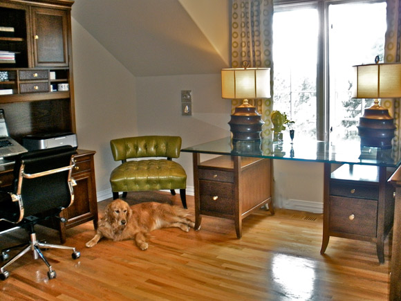 office-golden-retriever