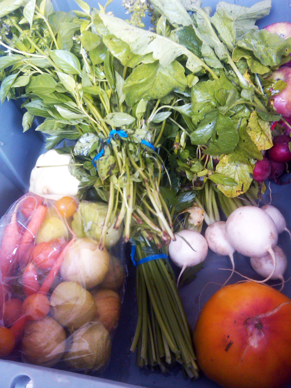 csa-share-day