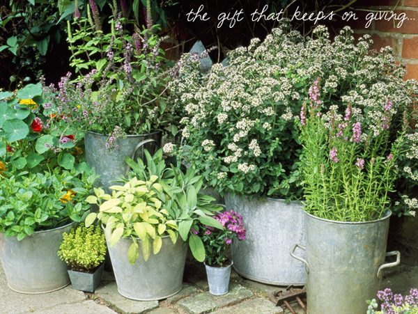 mothers-day-flowers